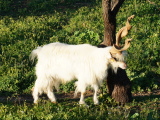 アグリジェント Agrigento 螺旋状の角を持つヤギ
