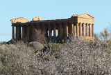 アグリジェント Agrigento コンコルディア神殿とアーモンドの花