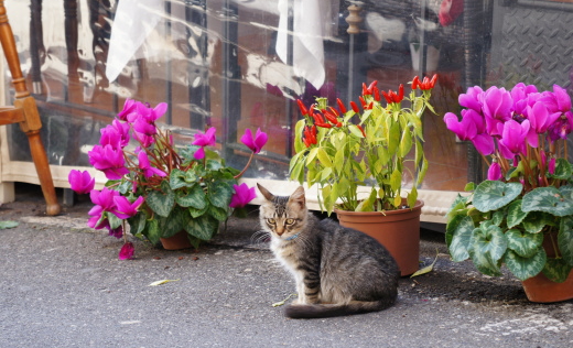 シチリア島タオルミーナ Taormina の猫・ねこ・ネコ
