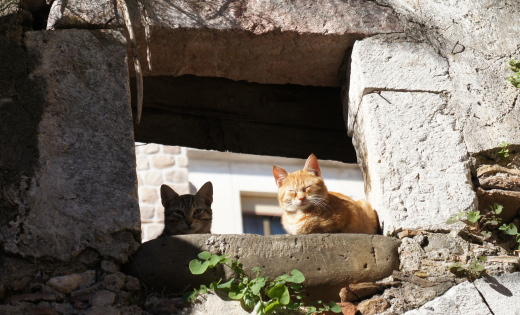 シチリア島タオルミーナ Taormina の猫・ねこ・ネコ